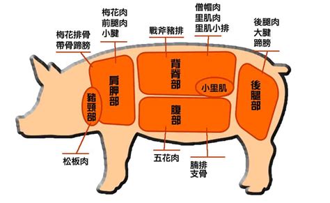 豬住的地方叫什麼